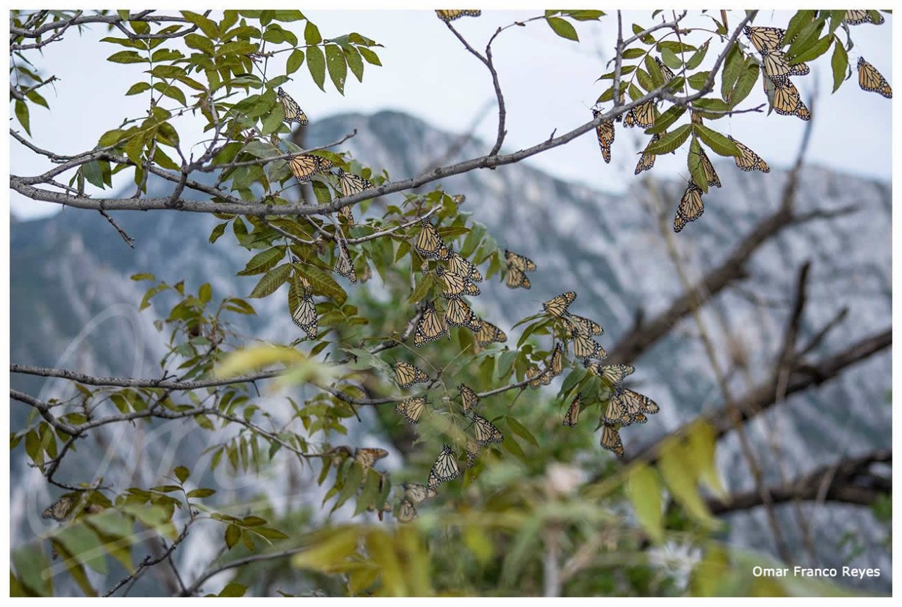 Why do monarchs roost?