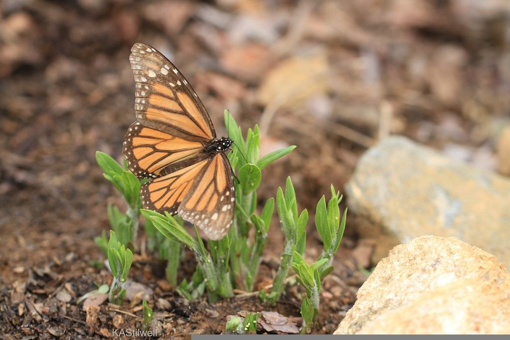 Final Flights -- By April, monarchs of the overwintering generation from Mexico have only a few weeks to live. The worn-winged butterflies are no longer their brilliant orange.