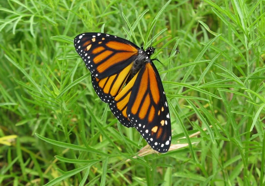 A New Generation -- By May, a new generation of monarchs emerges. On fresh wings, these butterflies will complete the spring migration.