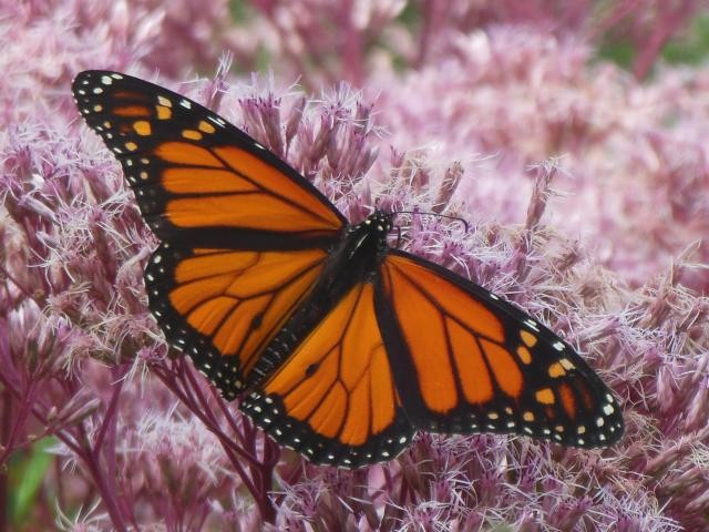 New wings-When a monarch emerges from its chrysalis, it's born with vivid orange wings in pristine condition.