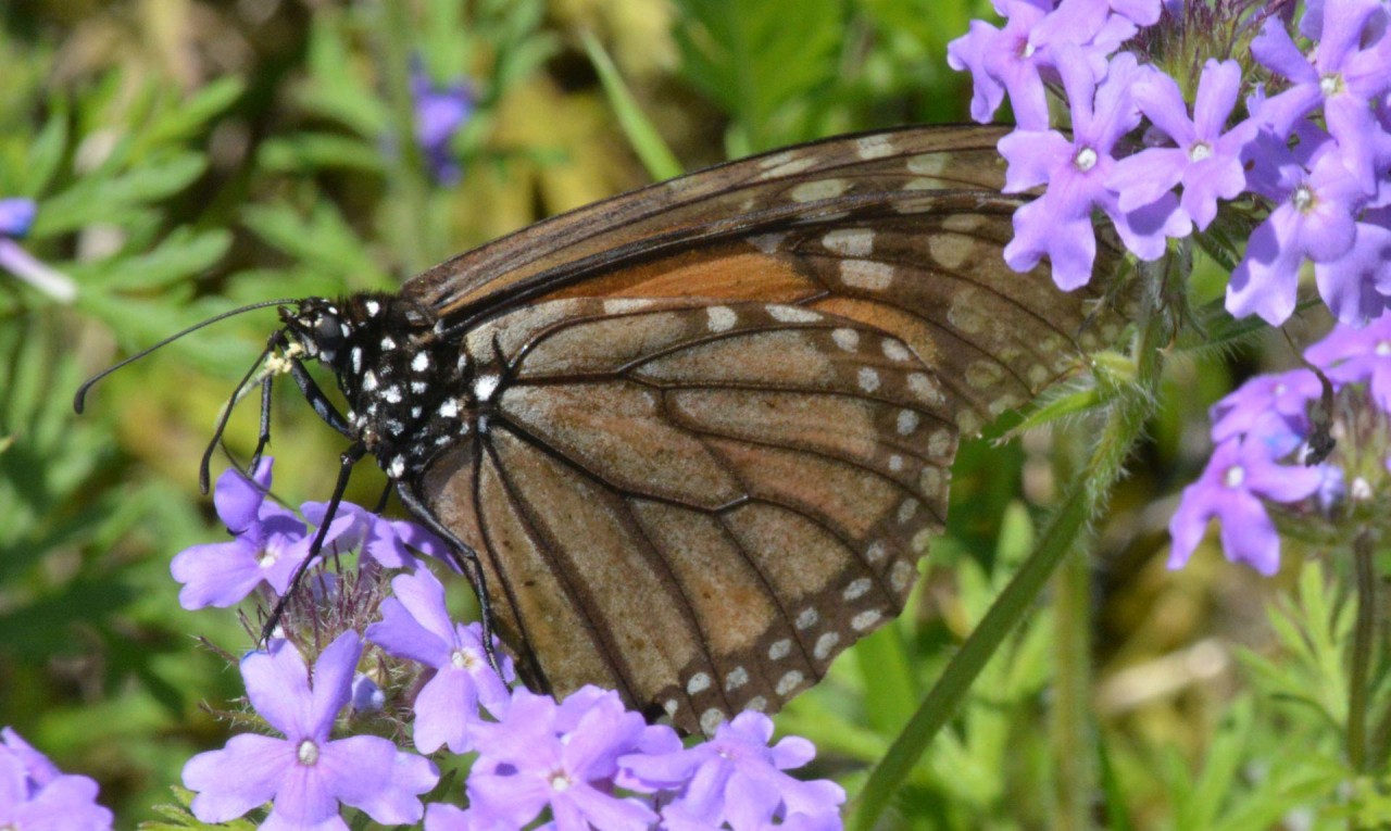 Losing Scales -- As the scales are scraped off, the clear, paper-thin wing underneath becomes visible.