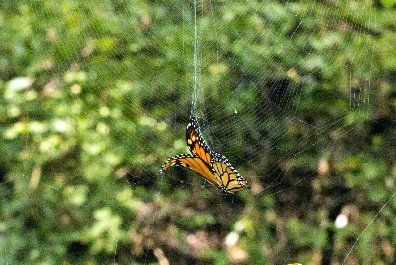 Sticky Situations -- A butterfly may escape a spider's web but its wings may be damaged by the struggle. The sticky silk threads can remain clinging, too.