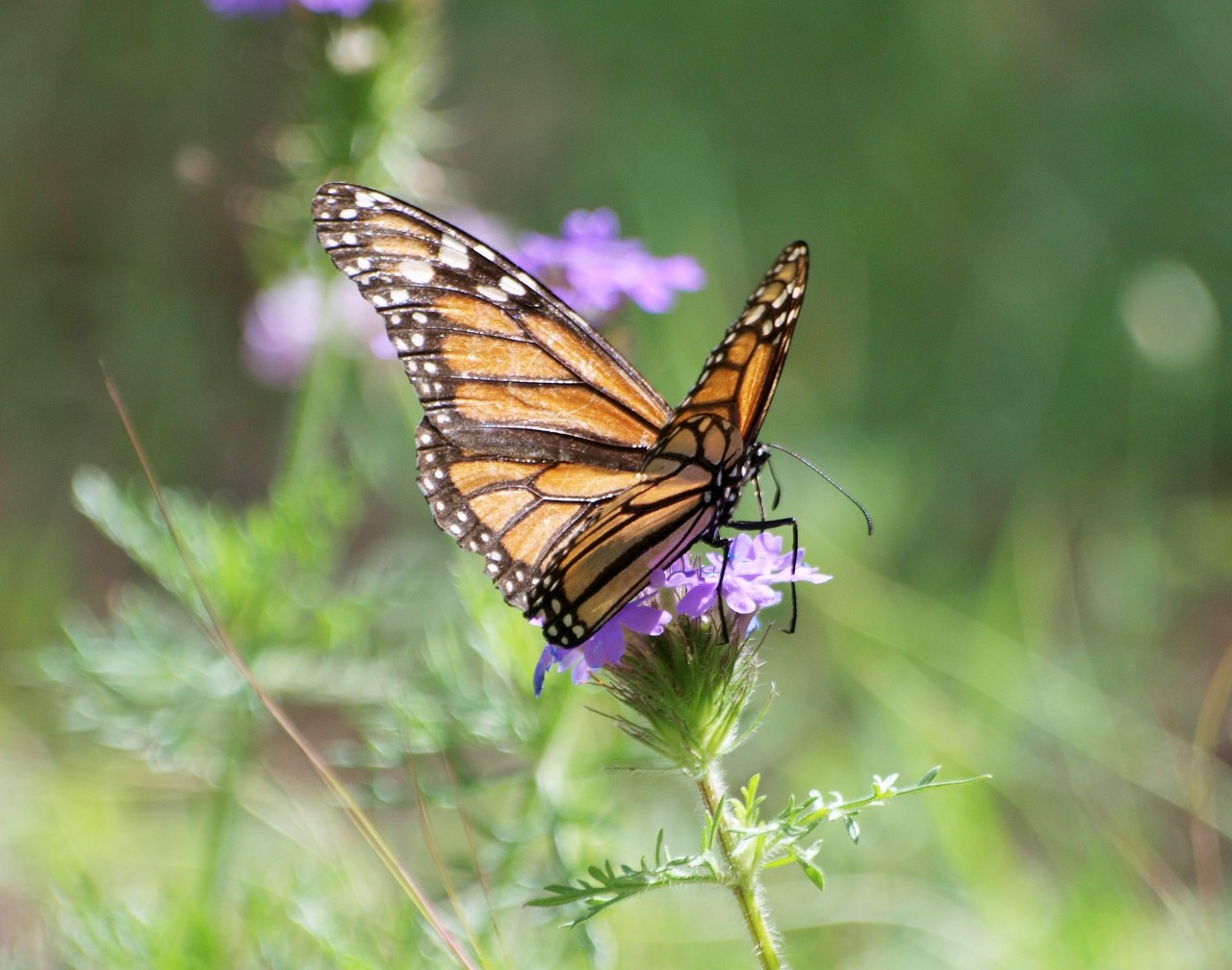 Losing Color -- After many scrapes, scratches, nicks, and tears, a monarch no longer appears bright orange.