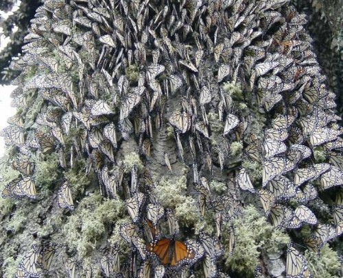 Hidden Colors - How can monarchs hide their bright orange wings? This picture holds a clue.