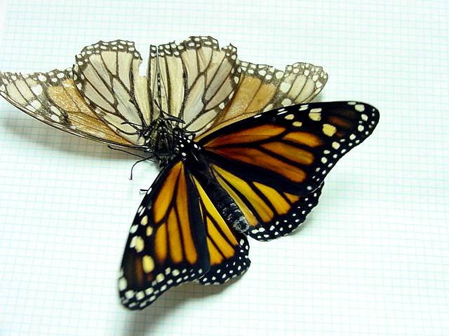 Wings Show Age -- The color and condition of a monarch's wings reveal its age. The young butterfly is vividly colored. The light-colored monarch is 7 months old and has lost most of its scales.