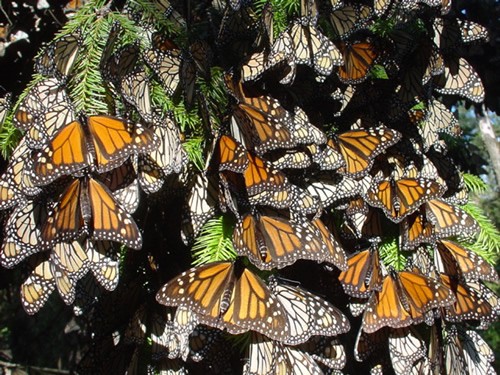 Wings Solar Collectors-- How are monarch wings like solar collectors? What clues can you find in this photo?These monarchs are using their wings to bask in the sun! Dark colors absorb solar energy well. Basking is a way butterflies can warm their flight muscles. Monarch butterflies can't fly until their muscles are at least 60°F.