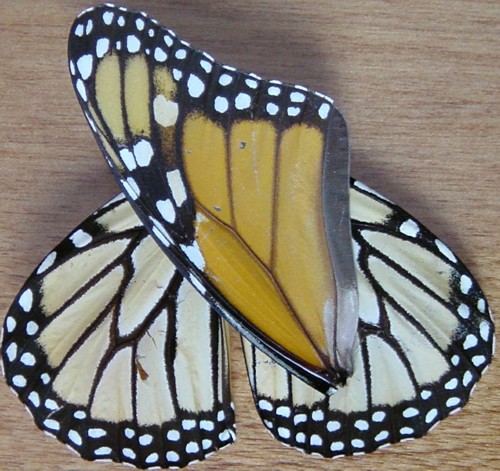 Camouflauge Helps - Monarch wings are brightly colored on the upper side only. The undersides are a pale orange. When monarchs close their wings they are harder to see or camouflaged.