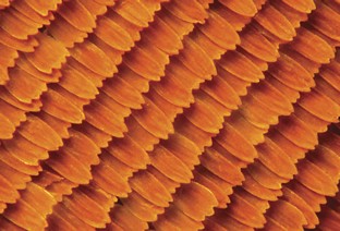 Magnified Wing -- The surface of a monarch's wing is covered with thousands of tiny, flat, colorful scales. As the monarch loses these scales, it loses its color.