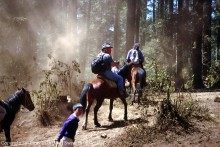 Monarch Butterflies can be hurt by dust at winter sanctuaries in Mexico.