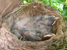 Baby robins in the nest