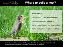 Robin carrying nesting material