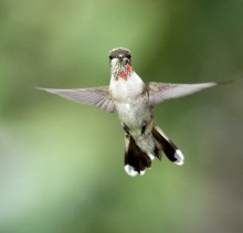 photo of juvenile male ruby-throated hummingbird