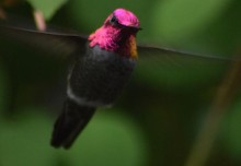 Photo of a hummingbird at dusk