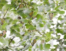 Image of roosting monarch butterflies at beginning of fall migration. 