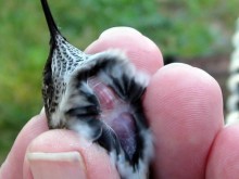 Photo of the band of fat on the hummingbird belly