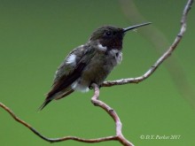 Photo of hummingbird with spider on beak