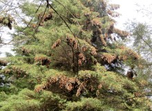 Monarch Butterflies at Cerro Pelon Sanctuary in Mexico