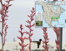 Hummingbird nectaring on flowers with inset map showing milkweed map.