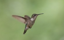 female ruby-throated hummingbird