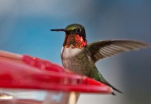 Adult Male Ruby-throated Hummingbird