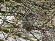 Anna's hummingbird in nest