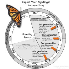 annual cycle wheel