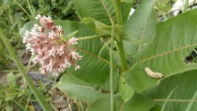 Monarch caterpillar.