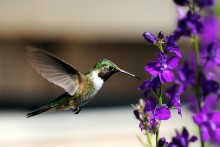 Broad-tailed Hummingbird.