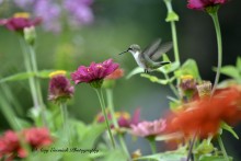 Female Ruby-throated Hummingbird.