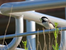 Black-capped Chickadee.