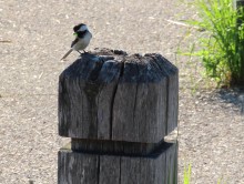 Black-capped Chickadee.