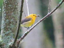 Prothonotary Warbler