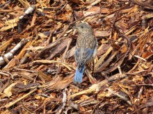 Eastern Bluebird fledgling.