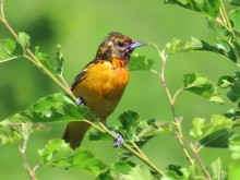 Female Baltimore Oriole.