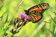 Monarch butterfly.