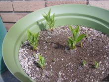 Planting Milkweed.