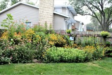 Pollinator garden.