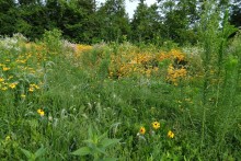 Pollinator habitat.