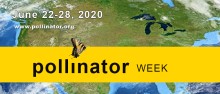 Pollinator Week.