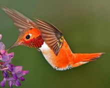 Male Rufous Hummingbird.