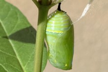 Monarch chrysalis.