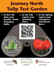 Tulip Test Garden Sign