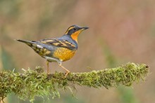 Songbird: Varied Thrush