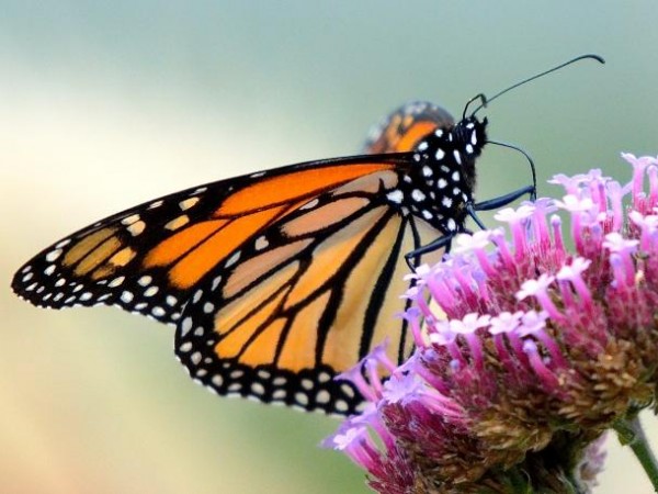 Monarch Butterfly Migration