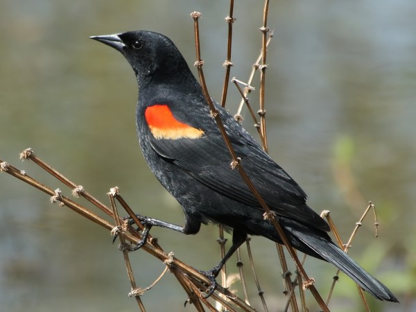 Red-winged Blackbird