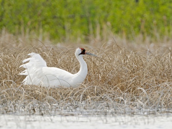 Whooping Cranes