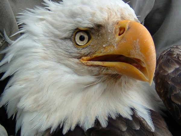 Bald Eagle