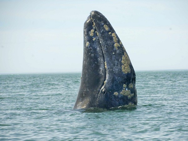 Gray Whales