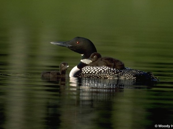 Common Loons