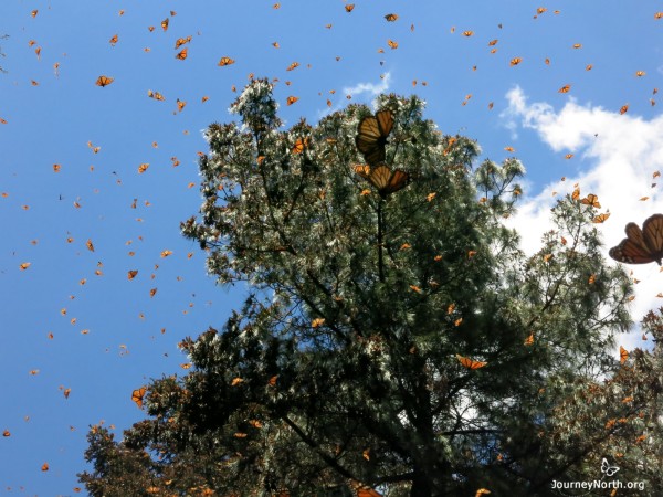 Monarch Butterflies flying from winter sanctuaries in Mexico.